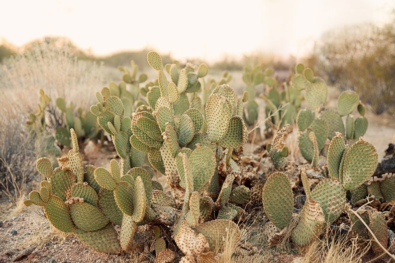 pastel green prickly pear cactus fine art image for wall gallery decor