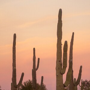 Saguaro Cactus coral sunset,Desert scene