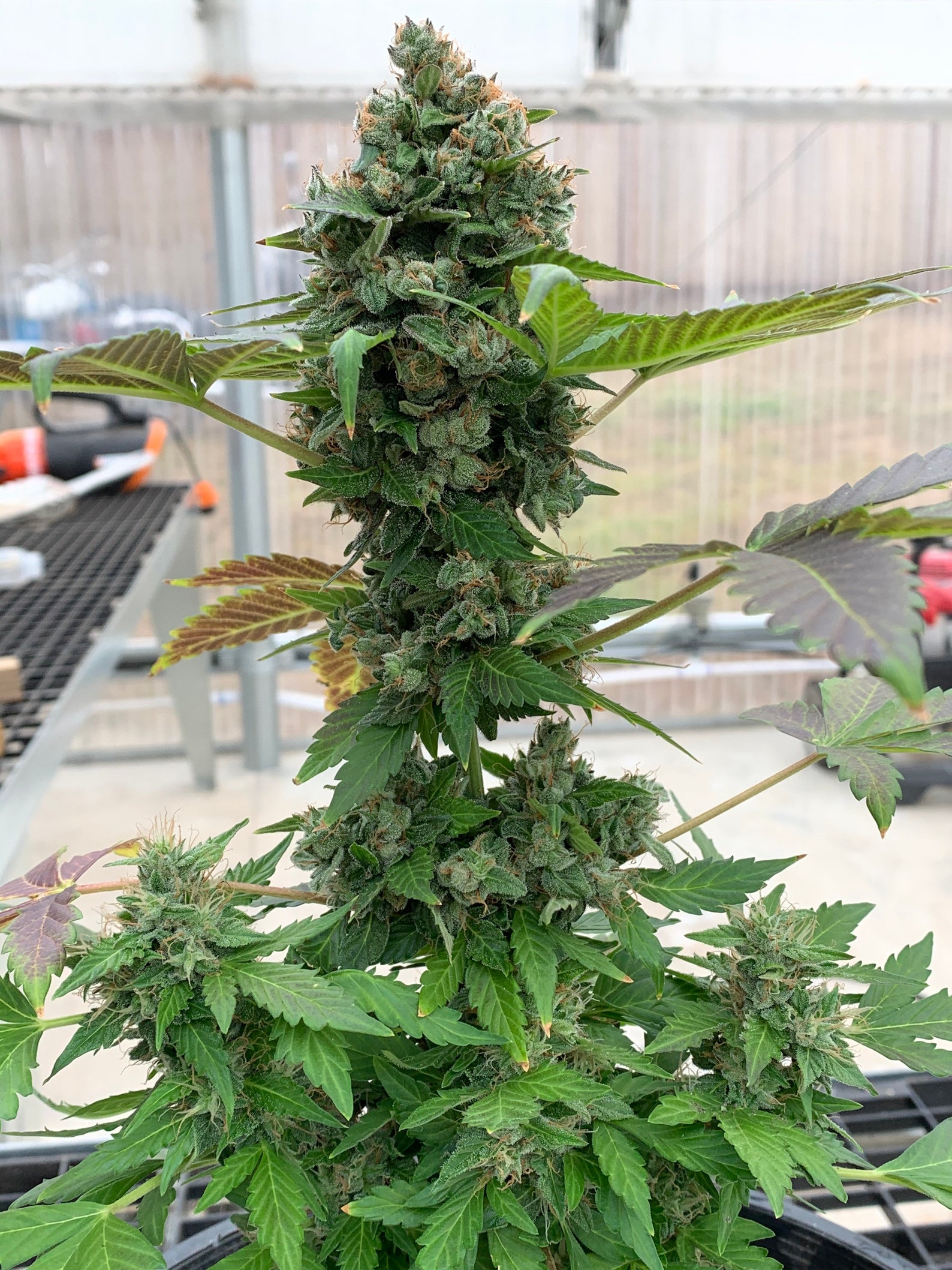 Pineapple Express Female Autoflower Seeds Etsy