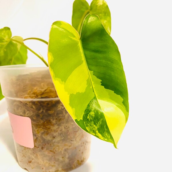 Variegated Burle Marx Philodendron