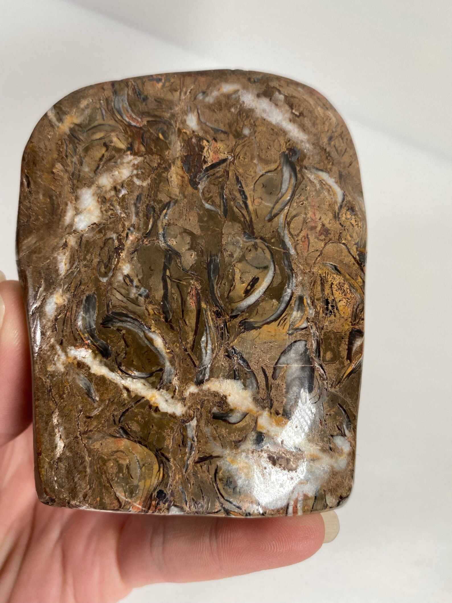 Brown Shell Fossil Jasper Free Form 417 grams 3.25 Tall Etsy