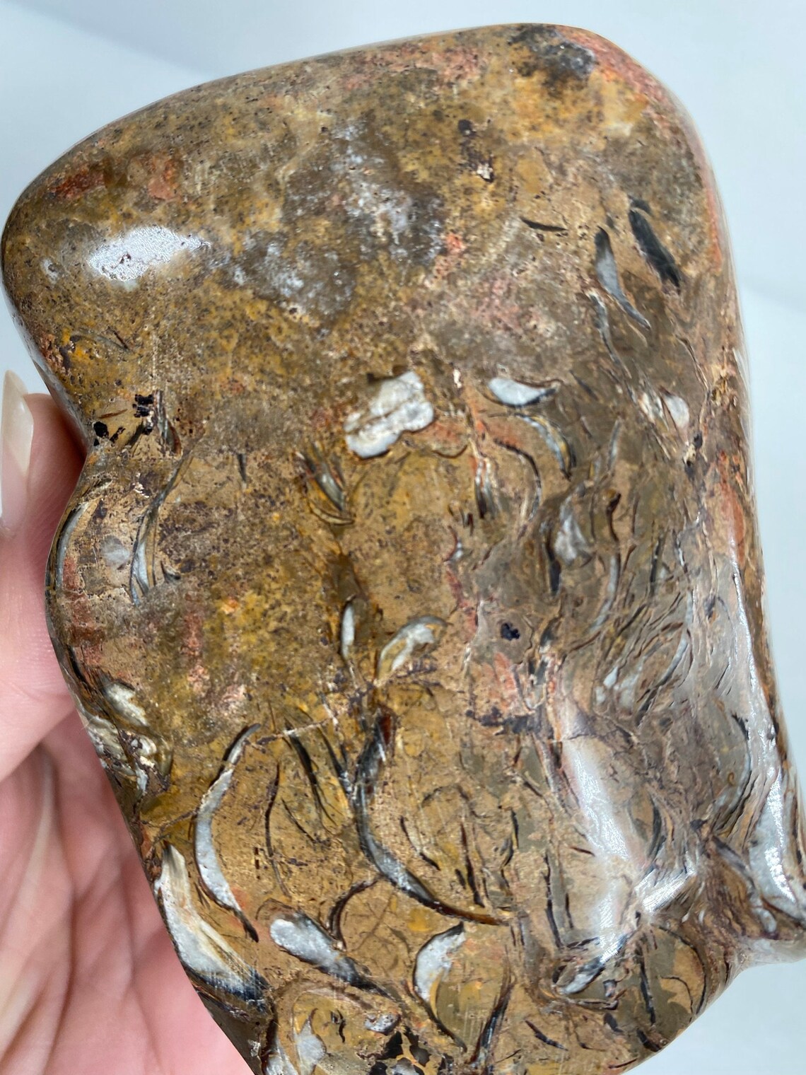 Brown Shell Fossil Jasper Free Form 417 grams 3.25 Tall Etsy