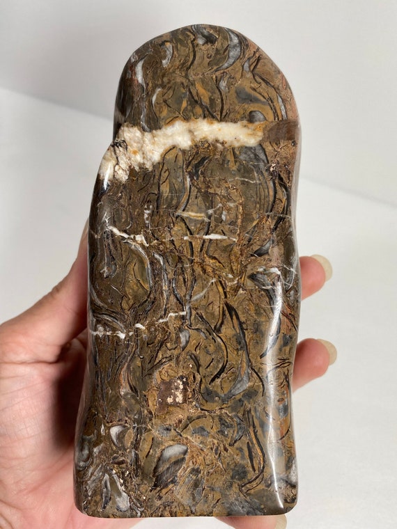 Brown Shell Fossil Jasper Free Form 957 grammes 5.75 Etsy