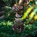 junglecanopyprints