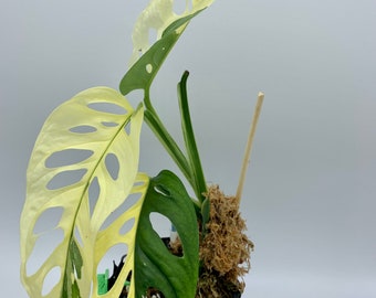 Monstera Adansonii Variegata Plant avec 3 Feuilles