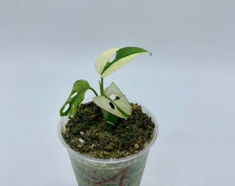Monstera Adansonii Variegata avec 1-3 feuilles