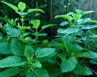 Lemon Balm Seeds Great Tea Heirloom Non GMO Insect 500 Mosquito Repellent 