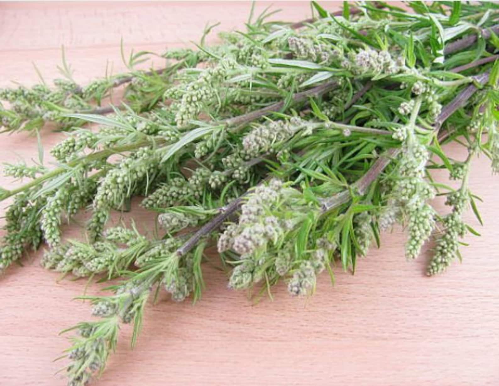 От чего лечатся полынью. Полынь обыкновенная. Полынь лечебная чернобыльник. Экстракт полыни. Полынь горькая трава лекарственное растительное.