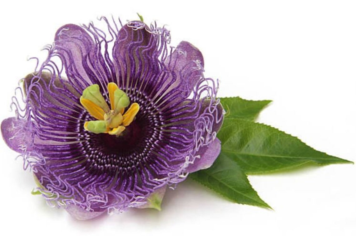 Premium Dried Passion Flower Healing Herb/Bulk Organic Etsy