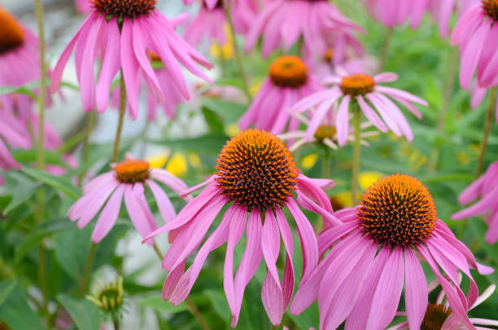 purple coneflower edible purple coneflower edible