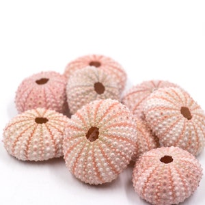 May include: A group of pink and white sea urchin shells with a textured surface. The shells are arranged in a cluster on a white background.