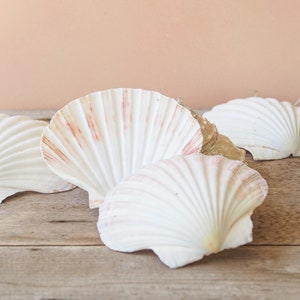 May include: Four white seashells with pink and brown stripes on a wooden surface. The shells are arranged in a semi-circle.