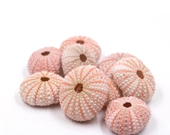 Op de afbeelding: Een groep roze en witte zee-egel schelpen met een getextureerd oppervlak. De schelpen zijn in een cluster op een witte achtergrond gerangschikt.