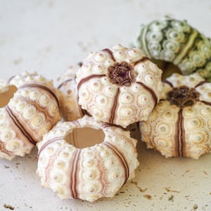 May include: A group of six sea urchins, some with a hole in the centre, in various shades of white, brown, and green. The sea urchins are arranged on a light beige surface.