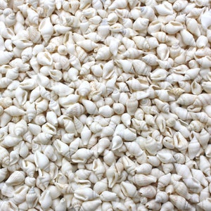 May include: A close-up image of a large quantity of small, white seashells. The shells are all different shapes and sizes, but they are all a creamy white colour.