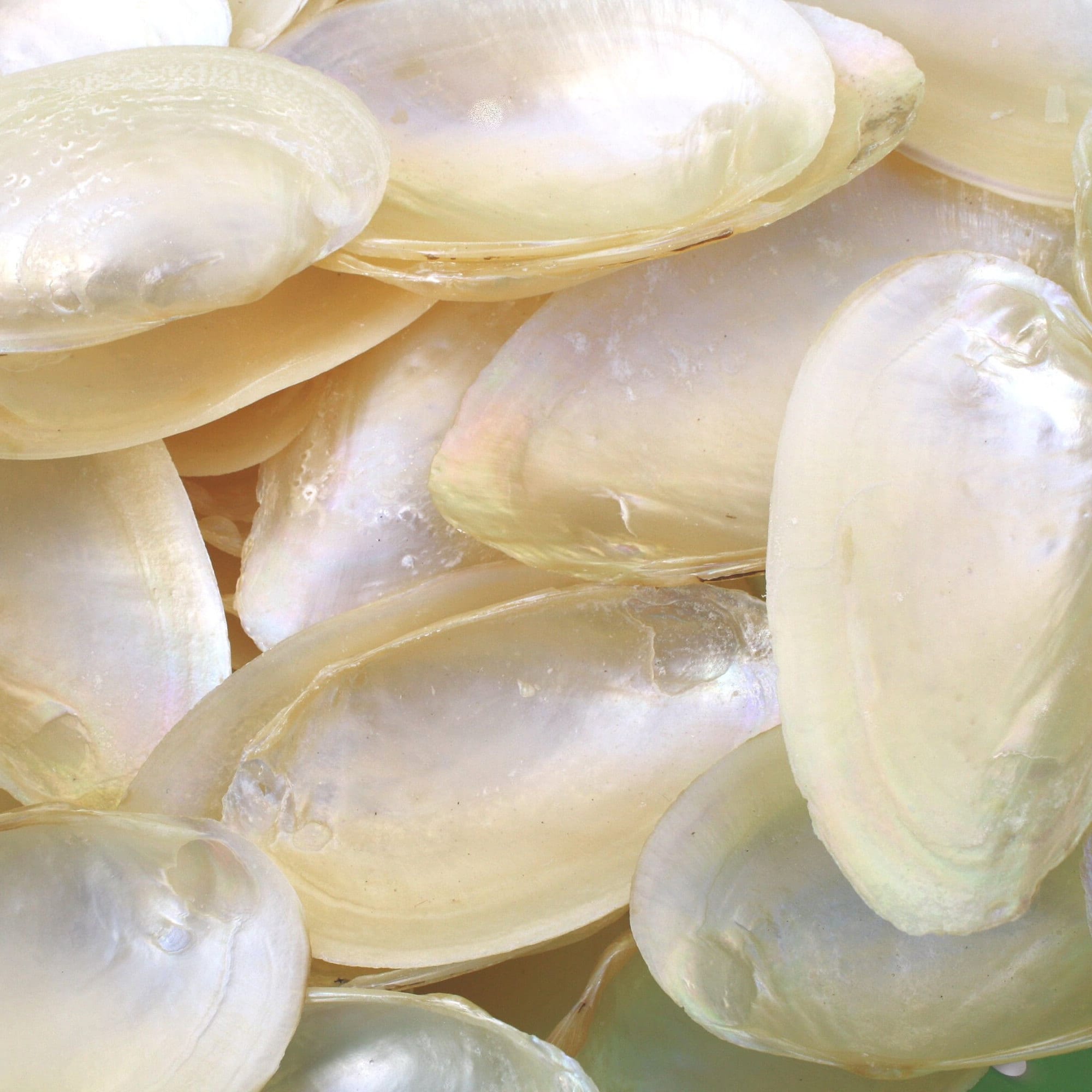 1 Kg Bulk Natural Creamy White Pearly Mussel Shells for Beach Craft ...