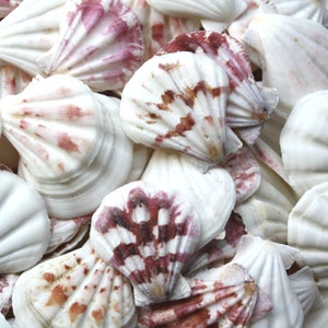 1 Kg Strawberry Pink and White Scallop Shells, Coastal Decor, Natural Seashells, Beach Decor, Wedding Decor, Natural Decor, Small Shells