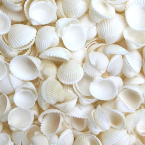1 Kg Tiny White Cockle Shells For Craft, Beach Decor, Bulk Shells, Beach Wedding, Beach House Decor, Wedding Decorations, Anadara Bivalve