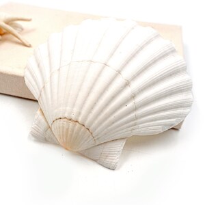 1 Kg Natural White Scallop Shells, Coastal Beach Decor, Craft, Seashells, Beach Decor, Hamptons Style , Wall Decoration, Coastal Style