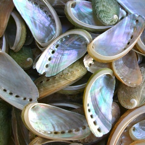 May include: A collection of iridescent abalone shells with a variety of colours and patterns. The shells are smooth and have a natural shine.