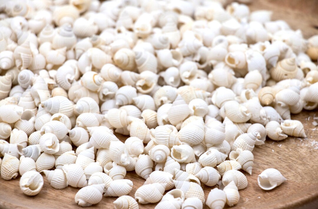Wite Shells 1 Kg Small Creamy White Shells for Craft, Bulk Beach Decor, Buy Bulk ...