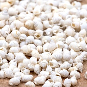 May include: A close-up of a pile of small, white seashells. The shells are smooth and have a natural, organic texture.