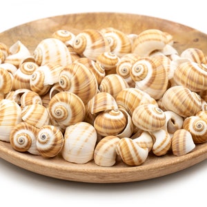 May include: A wooden bowl filled with a variety of brown and white seashells. The shells are arranged in a random pattern and some are open, revealing the inside.