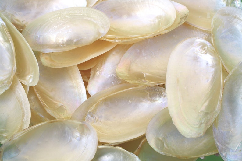 1 Kg Bulk Natural Creamy White Pearly Mussel Shells for Beach Craft ...