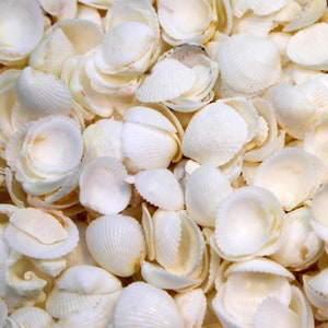 May include: A close-up of a pile of white seashells. The shells are of various sizes and shapes, and some are broken.