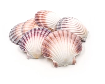 25 Deep Scallop Shells Pastel Pink, Purple and Orange, Coastal Decor, Natural Seashells, Beach Decor, Wedding Decor, Natural Decorations