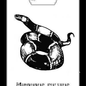 May include: A rectangular card featuring a black and white ink illustration of a coiled snake with banded patterns. The text Spec. 0012 is printed in a decorative frame at the top, and the text MICRURUS FULVIUS is printed in capital letters at the bottom.