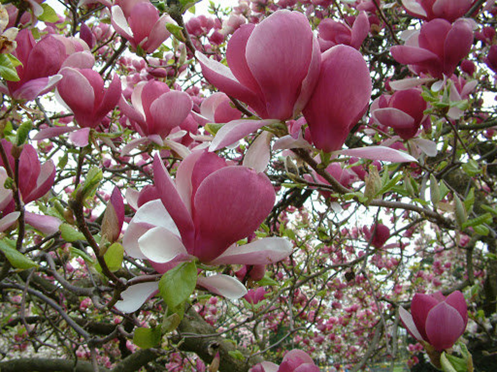 Yulan Magnolia Tree 10 seed Purple white hybrid strong Etsy
