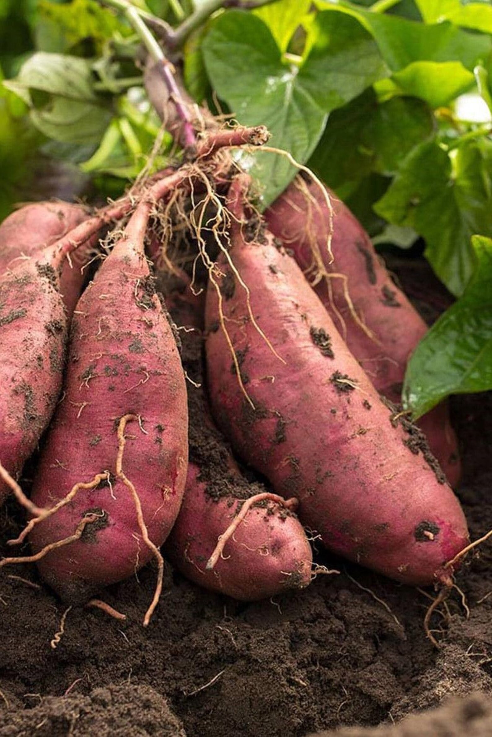 Sweet Potato seed 100 sweetpotato seeds morning glory family Etsy