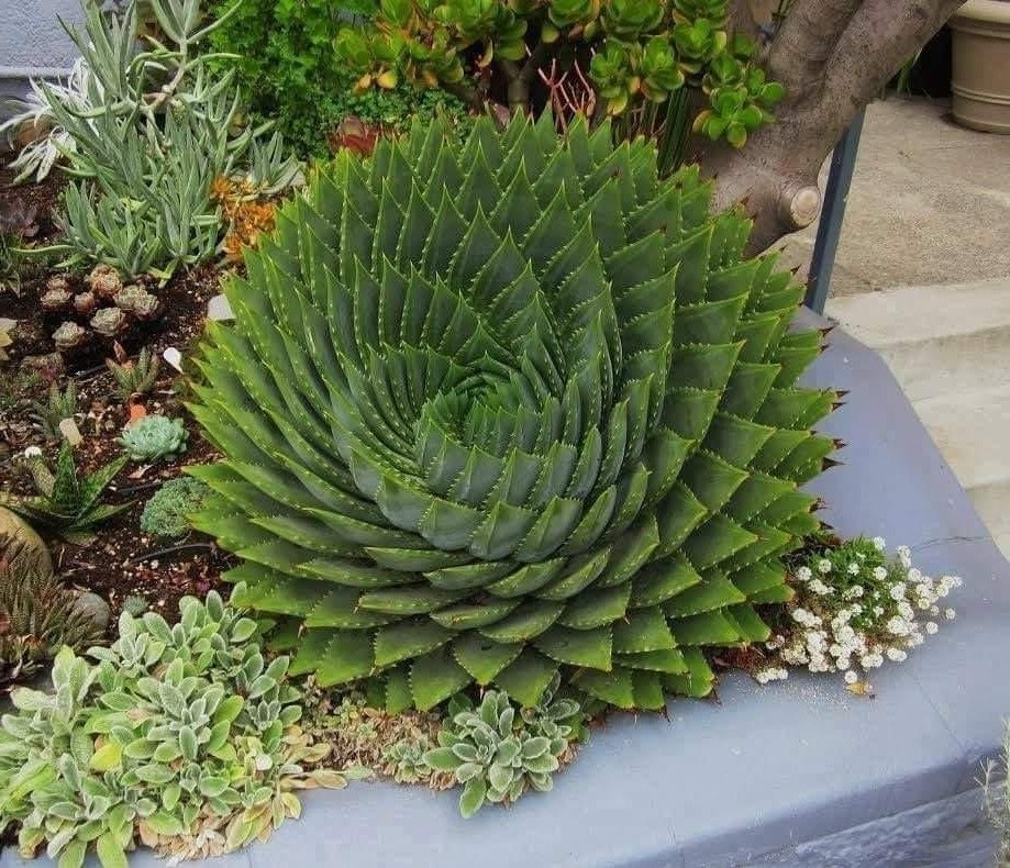 Spiral Aloe 5 seeds Rare Species Spiral Aloe Plant Seeds