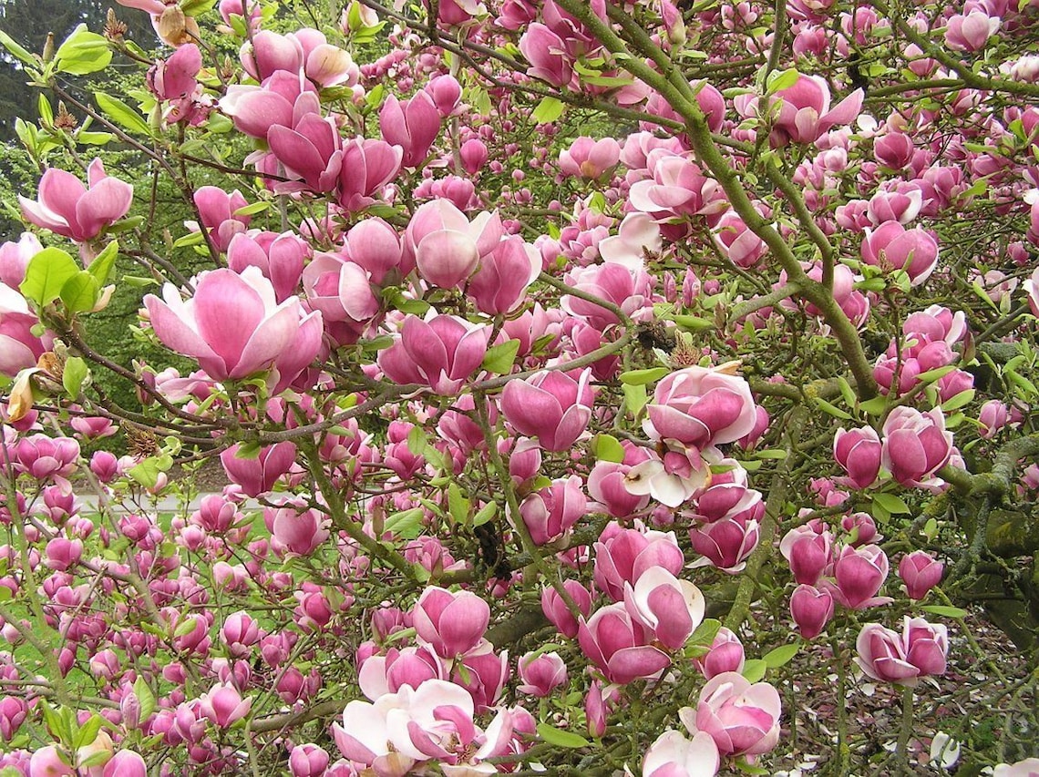 Yulan Magnolia Tree 10 seed Purple white hybrid strong Etsy