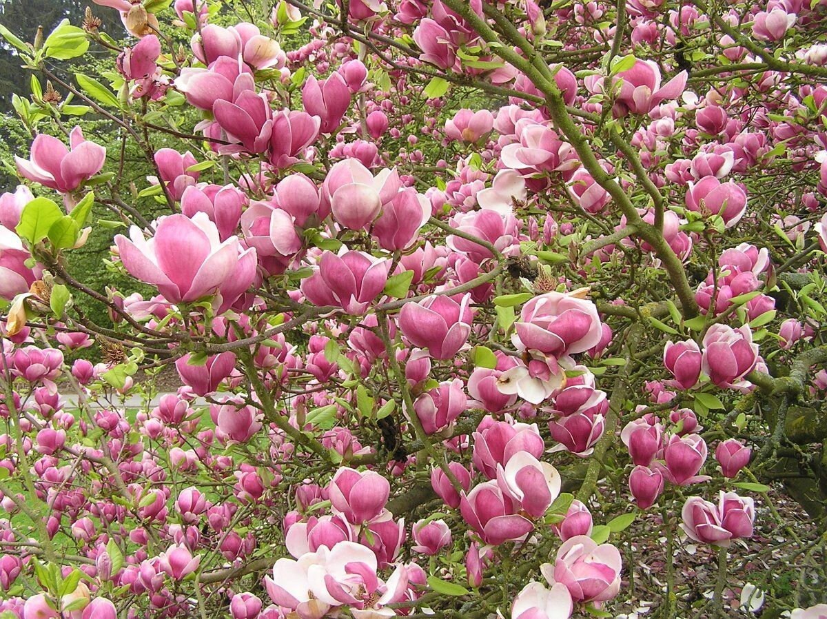 Yulan Magnolia Tree 10 seed Purple white hybrid strong Etsy