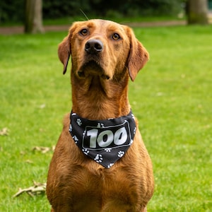 Parkrun Milestone Hondenbandana | Hondencadeau Barkrun Run | Canicross-hardloopaccessoire