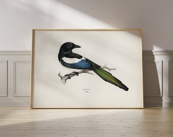 Impression d’Art Pie Eurasienne Frères von Wright 1847 - Affiche Vintage d’Oiseau Nature - Idée Cadeau d’Anniversaire - Décoration Murale