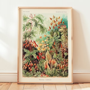Ernst Haeckel Botanischer Kunstdruck, Vintage Wanddekoration, Grüne Wohngeschenkidee, Wandkunst, berühmter Künstlerdruck