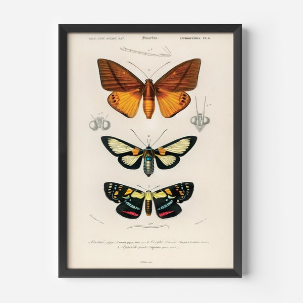 Impression d’art de papillons vintage, décoration murale nature, idée cadeau botanique, art mural esthétique, affiche d’insectes colorés