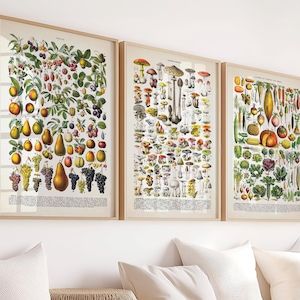 Lot de 3 Affiches Vintage Adolphe Millot Fruits Légumes Champignons Larousse 1932, Décoration Murale Botanique, Idée Cadeau Maison