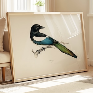 Stampa artistica della gazza eurasiatica dei fratelli Wright 1847 - Poster vintage di uccelli naturali - Idea regalo di compleanno - Decorazione da parete