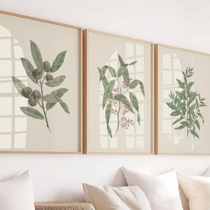 Conjunto de 3 carteles botánicos vintage. Ilustraciones de Luigi Balugani: Rhus retinorrhhoea, Diospyros mespiliformis, Osyris lanceolata.