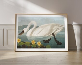 Cygne Majestueux par Audubon - Impression d’Art Vintage, Déco Murale Nature, Idée Cadeau Élégante