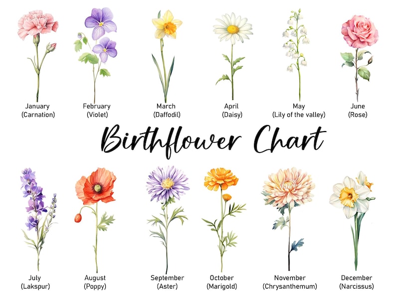 May include: A watercolor birthflower chart featuring twelve different flowers, each representing a month. The chart includes flowers like carnations, violets, daffodils, daisies, roses, and more, with the month and flower name listed below each illustration.