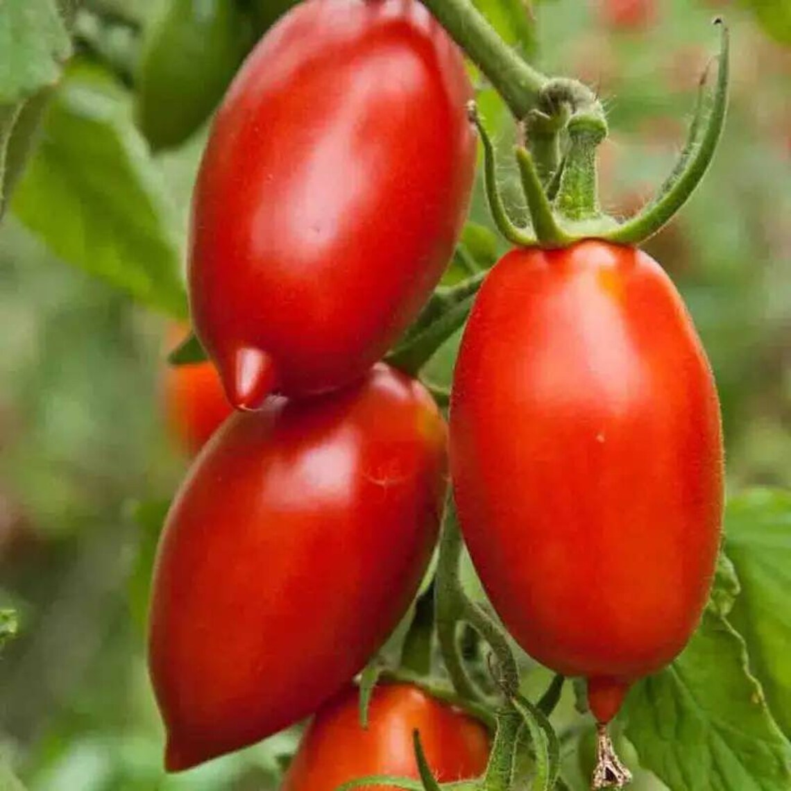 Amish Paste Tomato Seeds Roma type Canning Tomato 100 seed Etsy