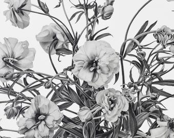 Dibujo original a lápiz, arte floral, ilustración de flores en blanco y negro, mariposa ranúnculo, obra de arte en grafito de gran formato.
