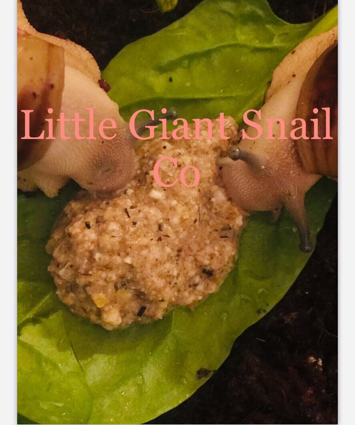 100g Snail Mix 38 PROTEIN FLAVOURS Free Post Snail Food Etsy