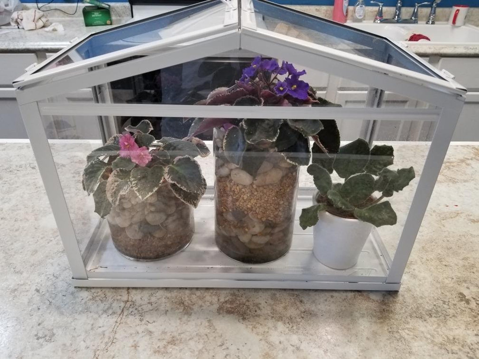 Glass Terrarium Ikea Greenhouse for Indoor Outdoor Decor Glass Etsy