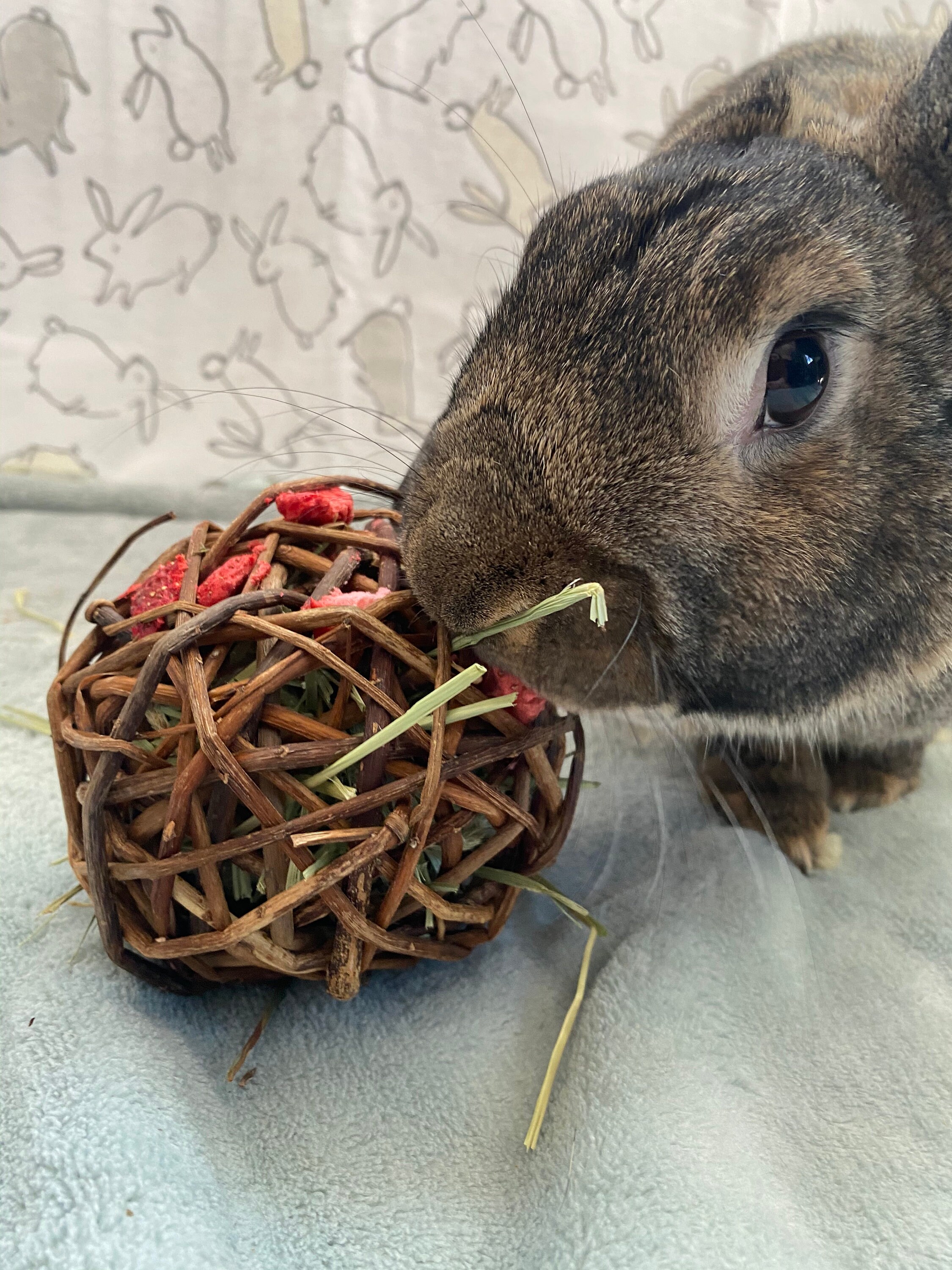 Large Rabbit Hay and Fruit filled Willow Ball Etsy